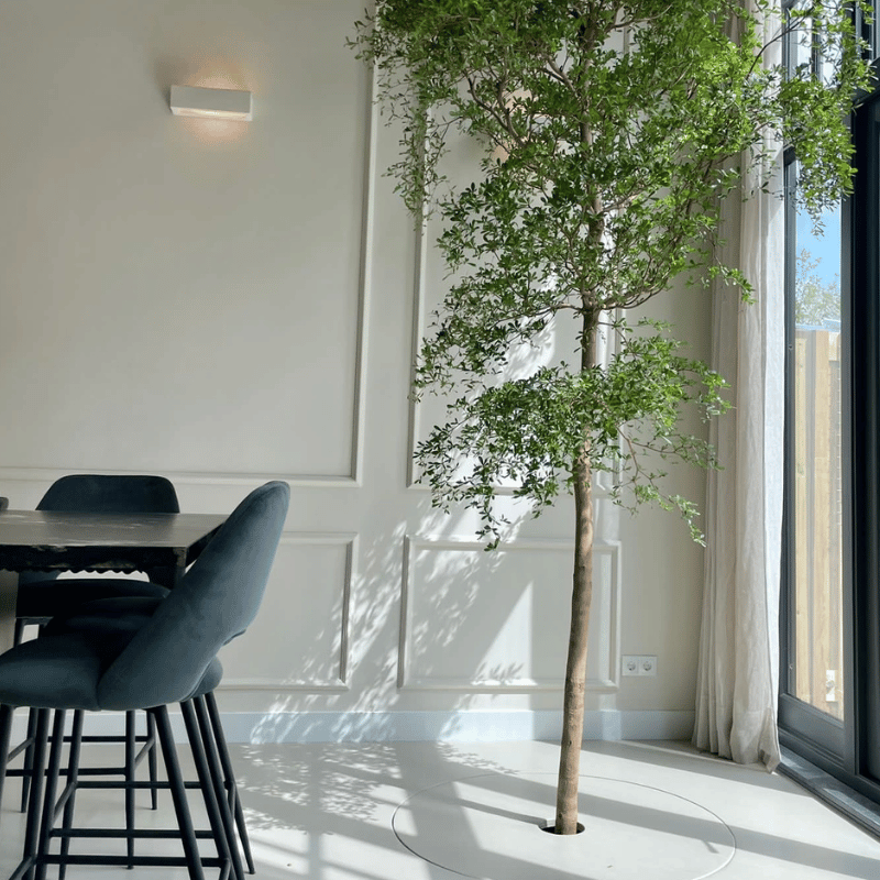 Bucida boom waarbij in de pot onder de vloer is weggewerkt