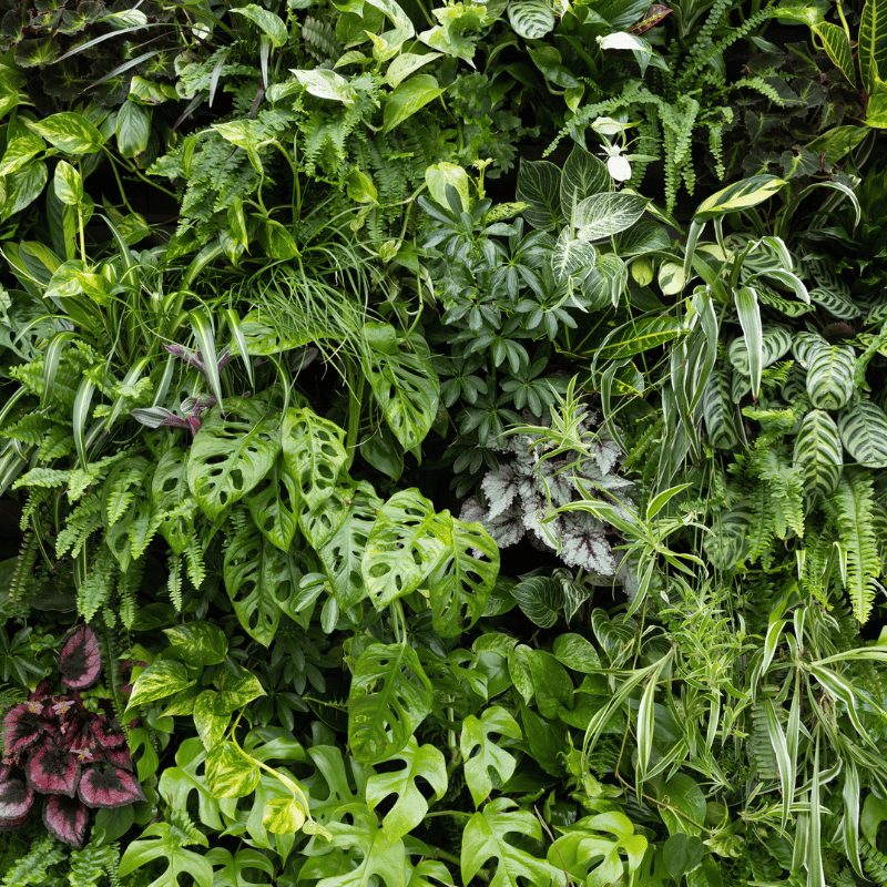 detail foto plantenwand met veel verschillende plantensoorten gemixt