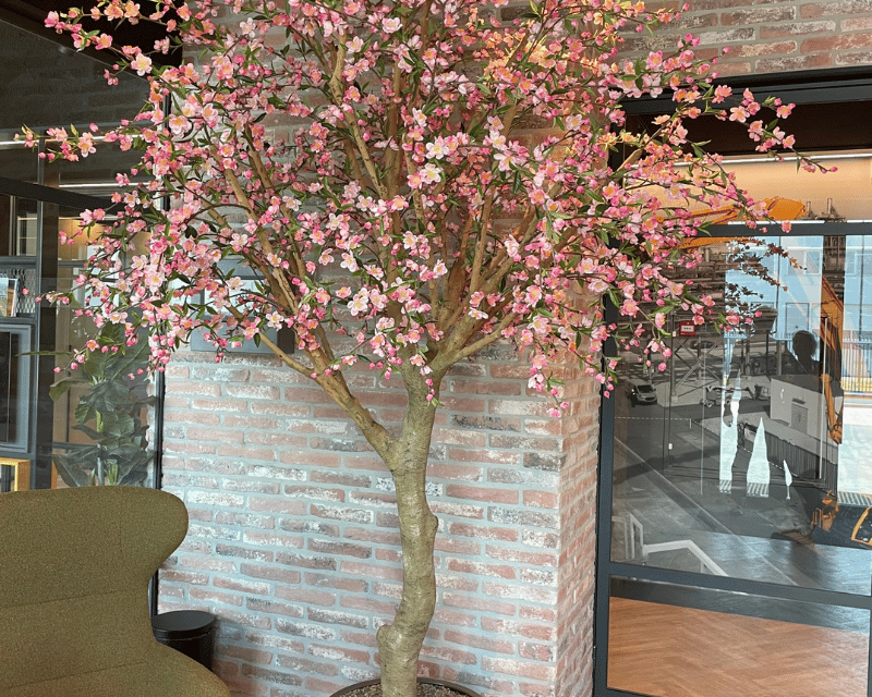 reuze bloesemboom roze