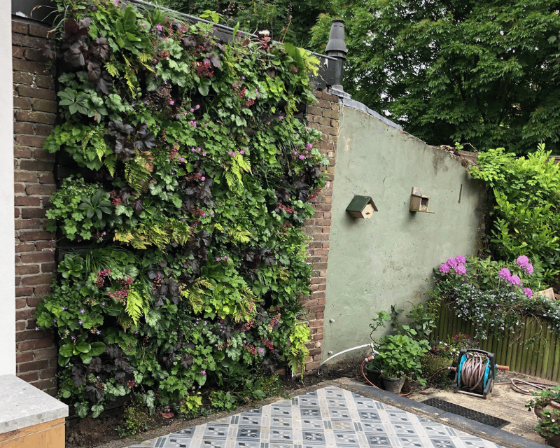 plantenwand buiten tuin - Orangerie Bijleveld Plantenwand in stadstuin vergroend