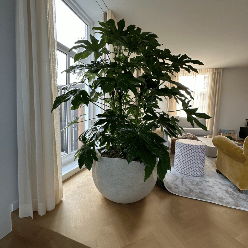 Ecri Living Prea in steengrijs met Fatsia Japonica