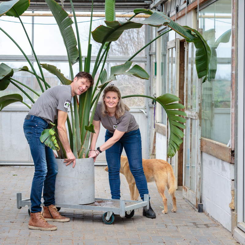 Orangerie Bijleveld levert grote planten bij bedrijven en particulieren