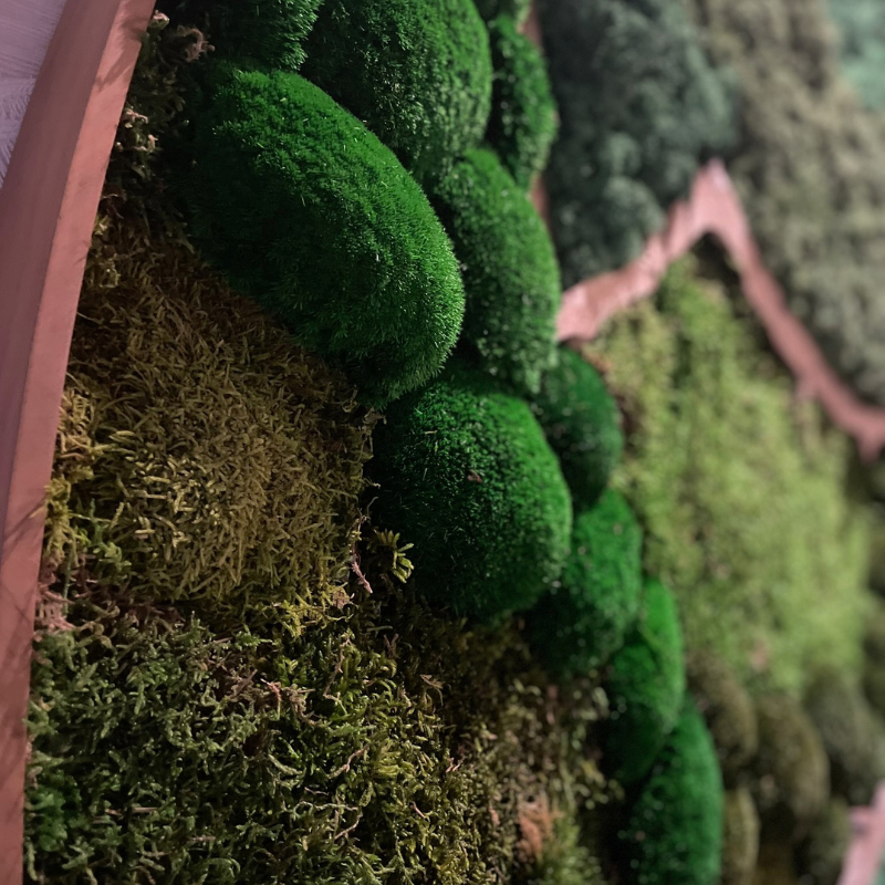 Mos element cirkel met wortelnoten houten lijst