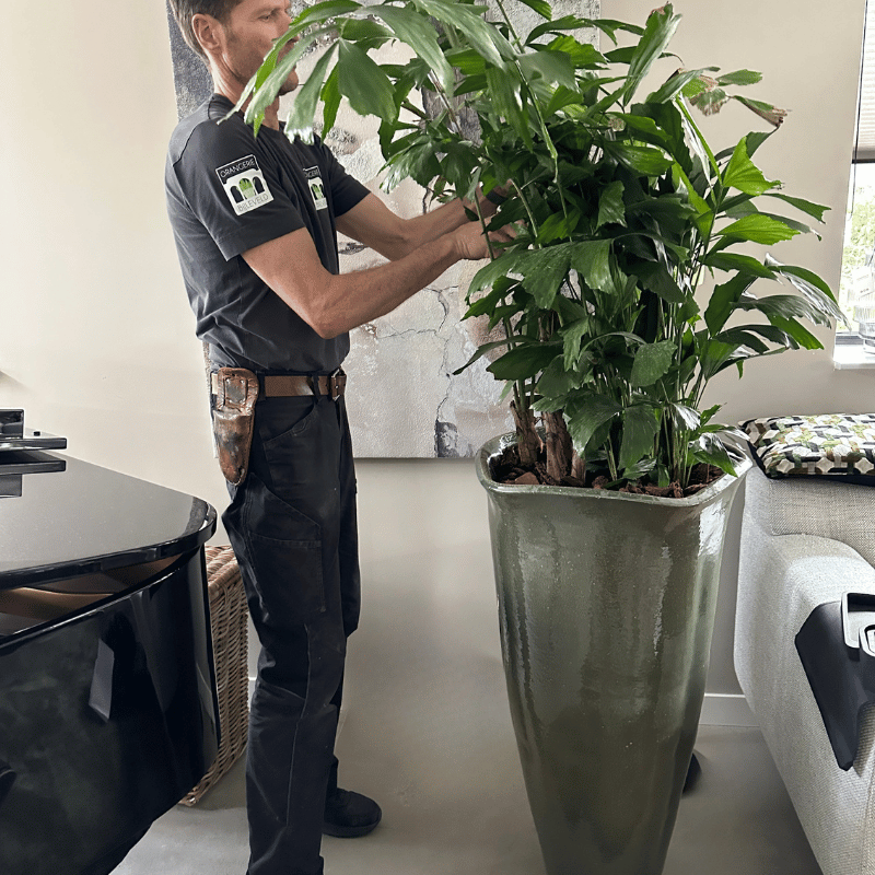 Ecri Living pot Zwam met Caryota mitis palm 